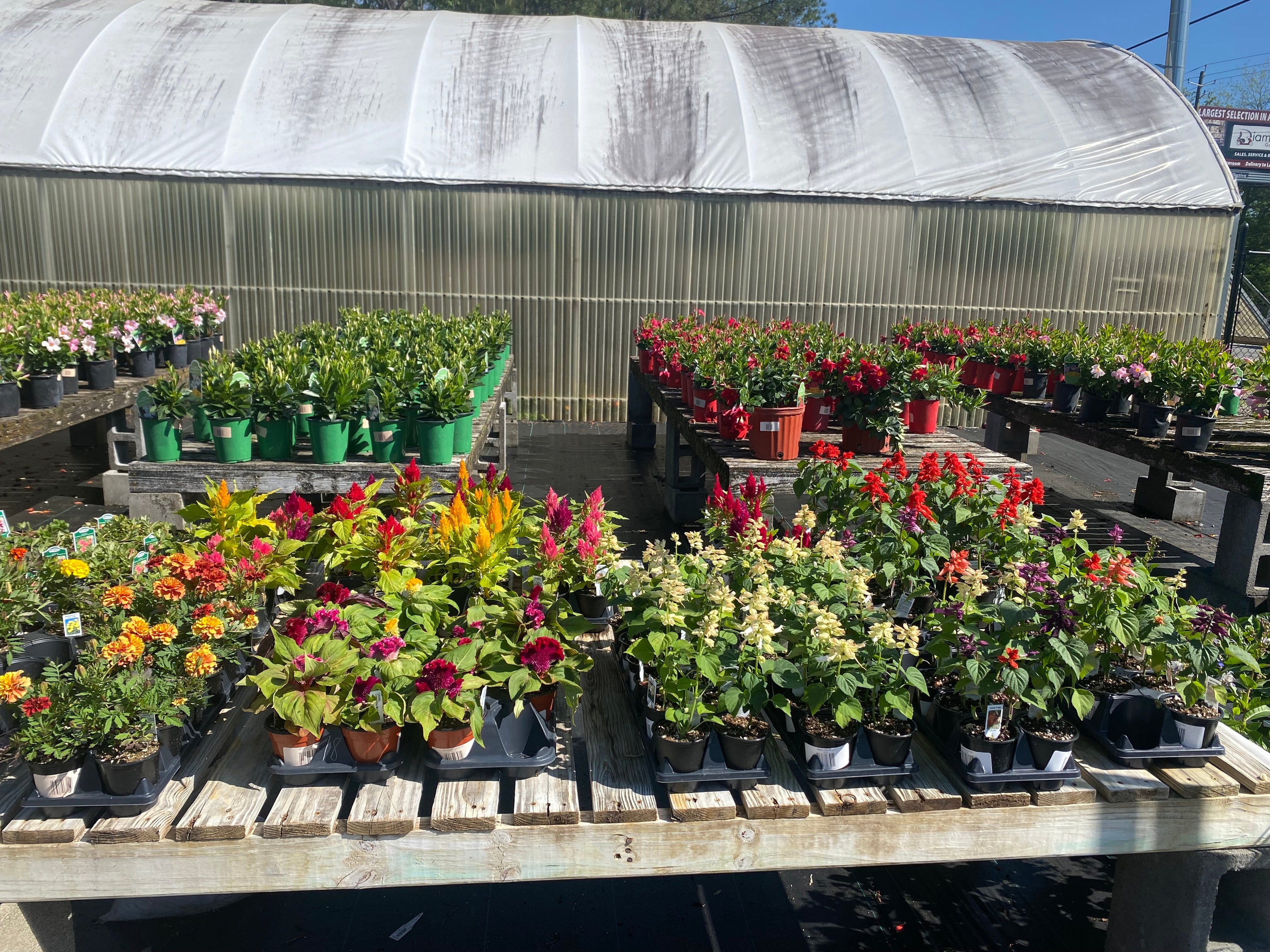 Annuals