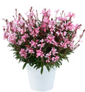 Gaura Blush Pink 1 Gallon
