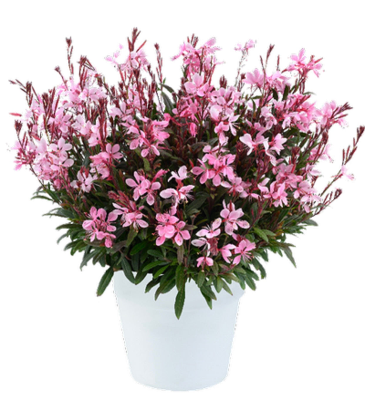 Gaura Blush Pink 1 Gallon