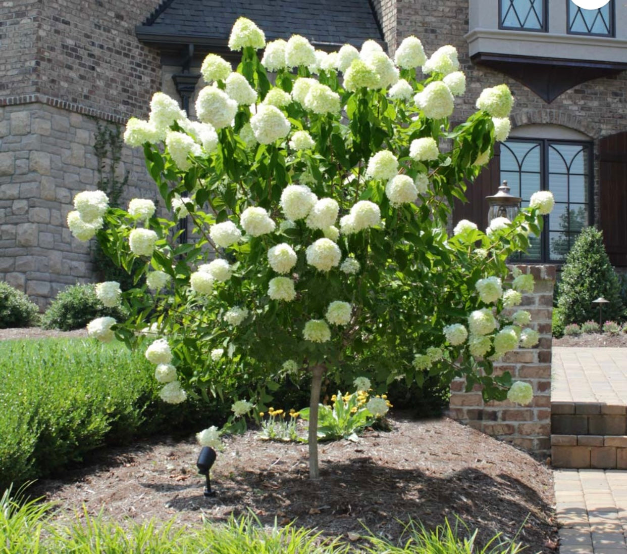 Limelight Panicle Hydrangea Tree 7 Gallon