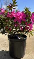 Azalea Formosa 3 Gallon