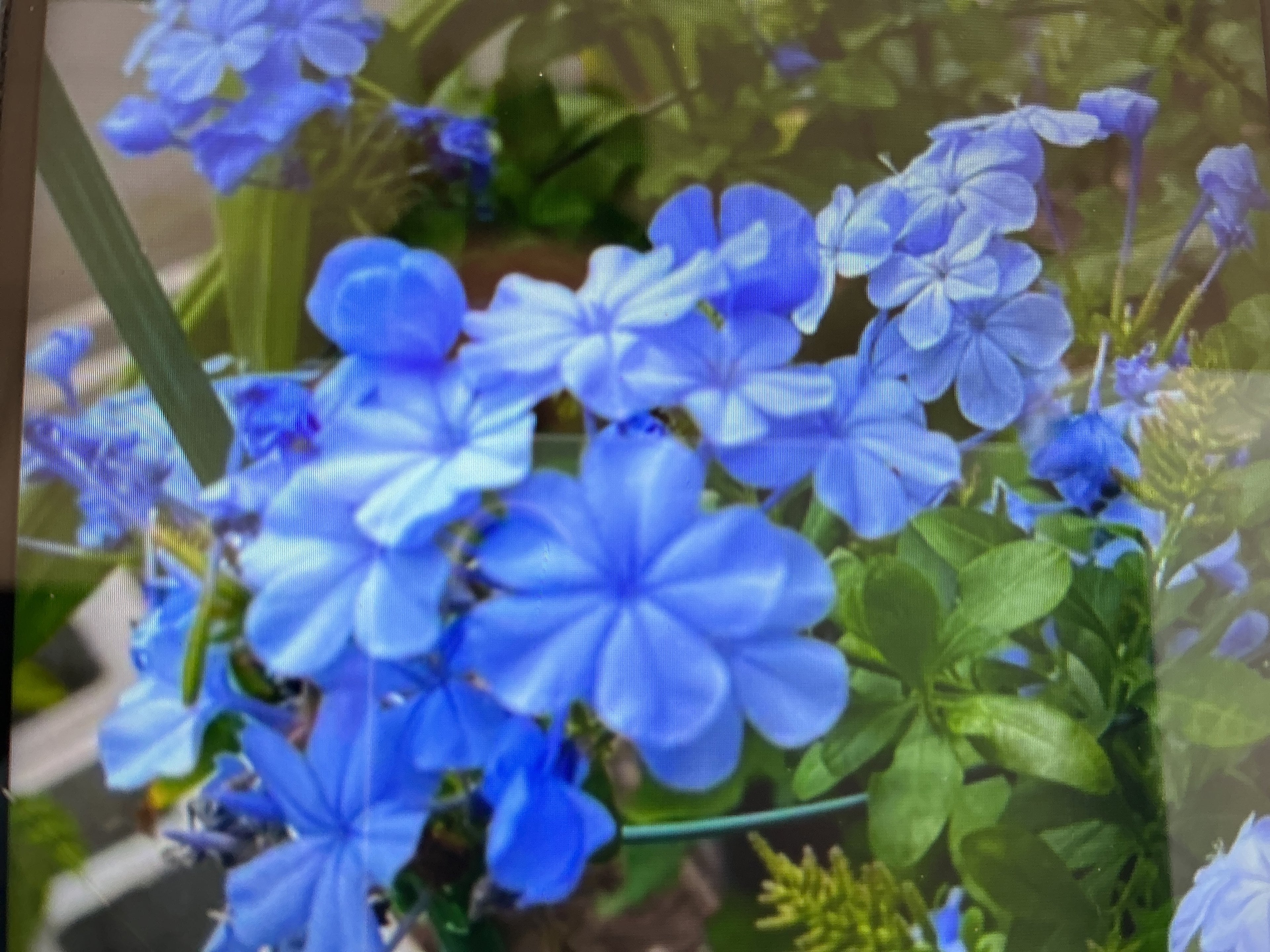 Plumbago 1 1/2 gallon
