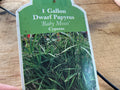 6" Dward Papyrus