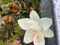 7 Gallon Little Gem Magnolia Tree