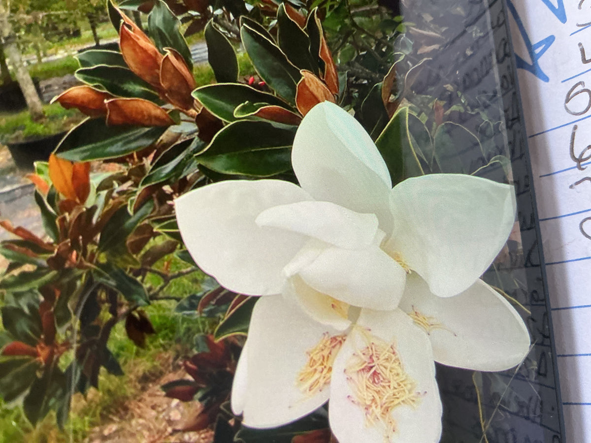 7 Gallon Little Gem Magnolia Tree